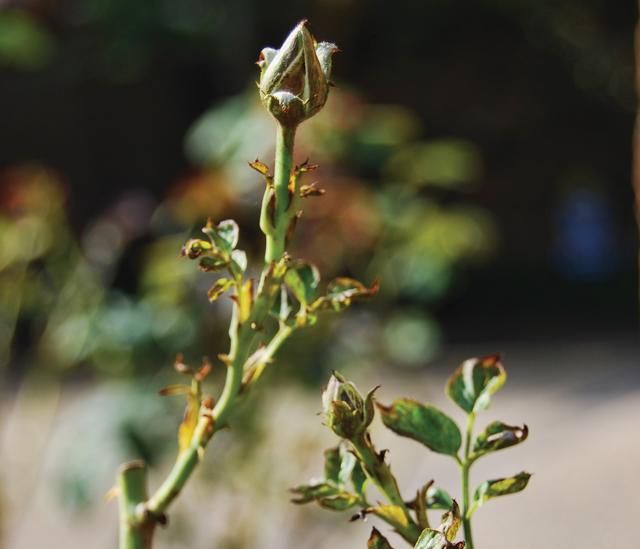 新手种植月季手册，你想知道的关于月季的事儿这里都有（下部）