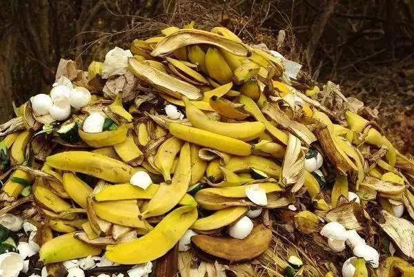 香蕉皮沤肥的过程图1