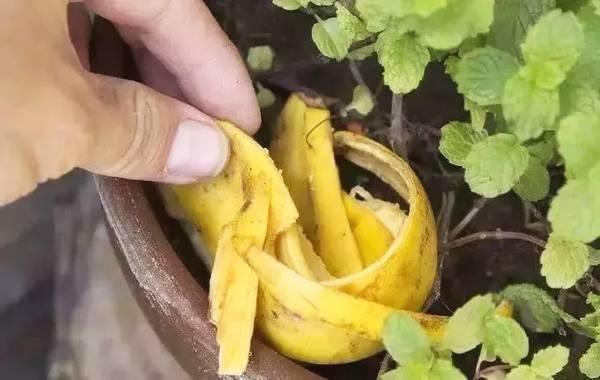 香蕉皮沤肥的过程图2