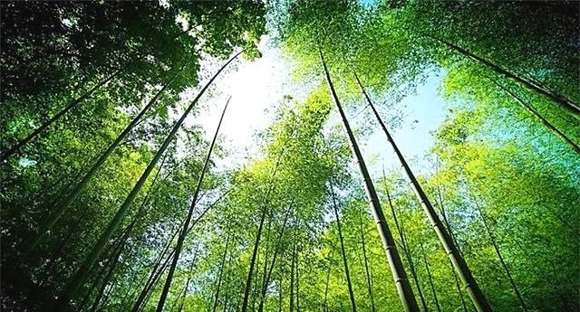 竹子是树还是草？世界上最高大的草是什么？图2