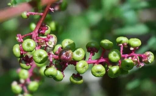 世界十大危险的植物你知道几个？图2