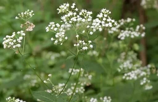 世界十大危险的植物你知道几个？图6