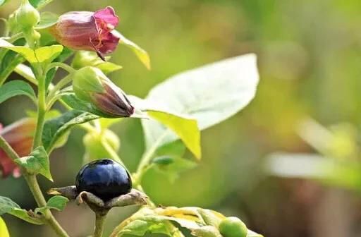 世界十大危险的植物你知道几个？图10