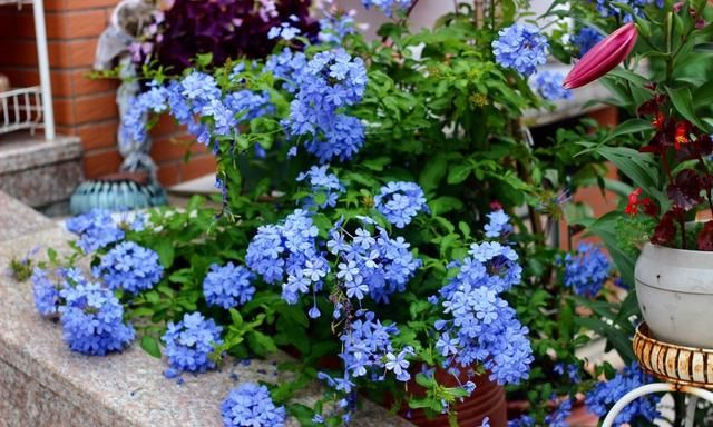 7月盛夏养这“5种花”，抗干旱又耐高温，越晒越“开花”