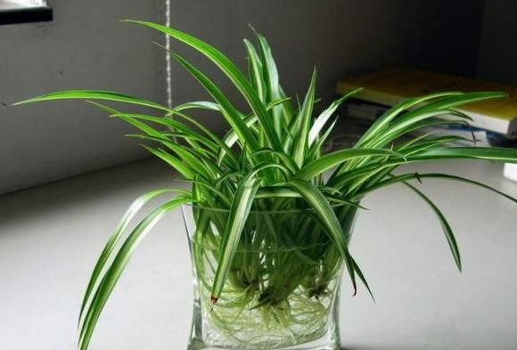 室内水生植物，室内如何水培植物才能够长得好图1