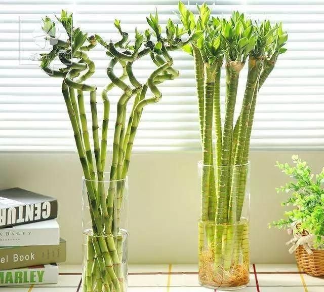 室内水生植物，室内如何水培植物才能够长得好图7