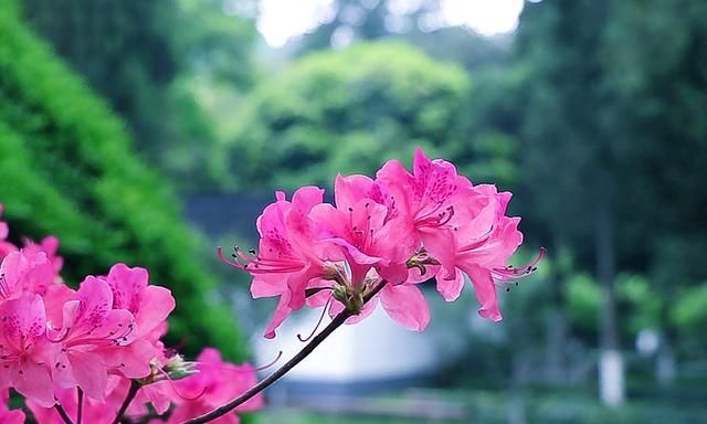 杜鹃花的图片，杜鹃花怎么拍照好看图4