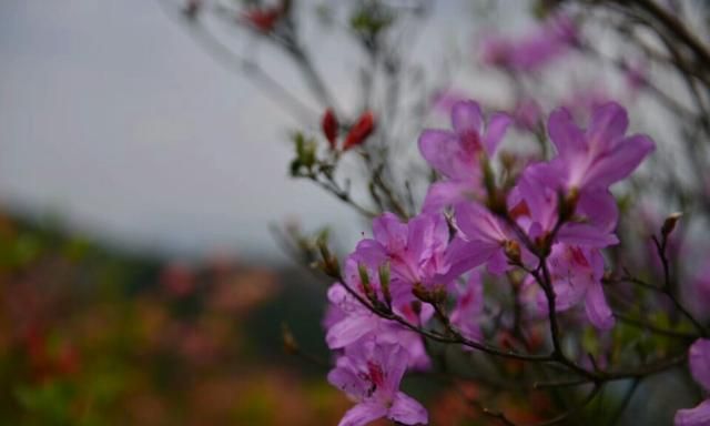 花中西施指的是哪种花图3