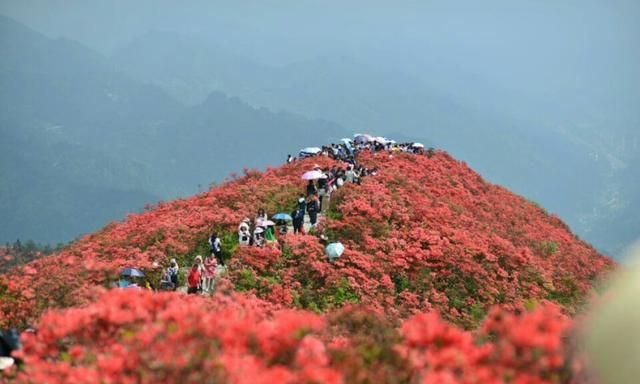 花中西施指的是哪种花图7