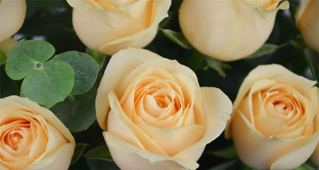 香槟色玫瑰花代表什么意思？比红玫瑰钟情，比白玫瑰优雅，知道吗