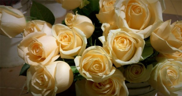 香槟色玫瑰花代表什么意思？比红玫瑰钟情，比白玫瑰优雅，知道吗
