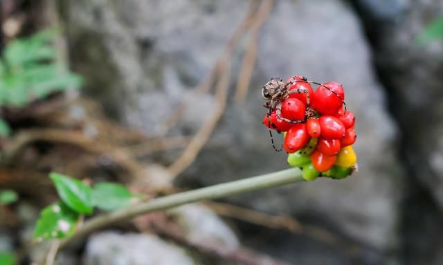 魔芋种久了长得越来越小怎么办？教你自己培育种子，附操作方法