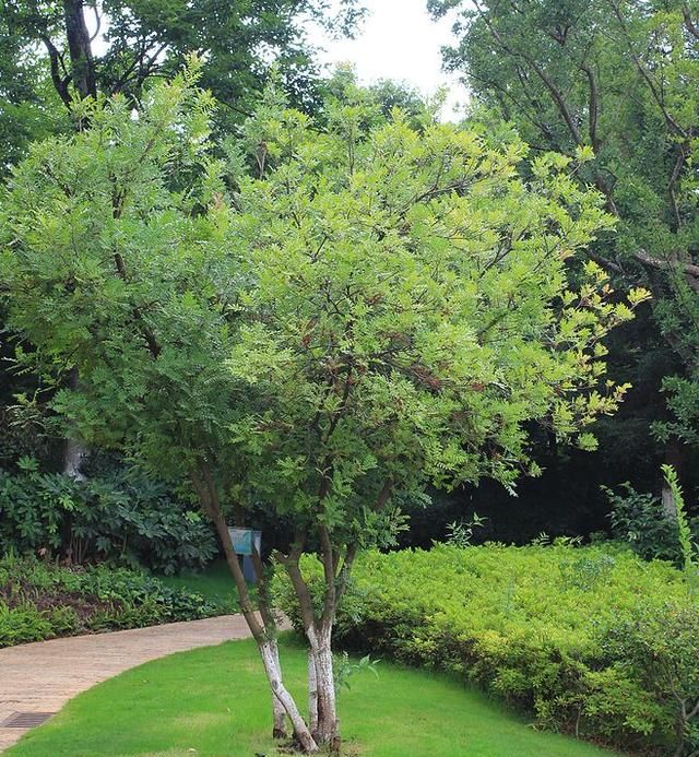 5种“小盆景”，又香又长寿，小苗很常见，养大“值千元”