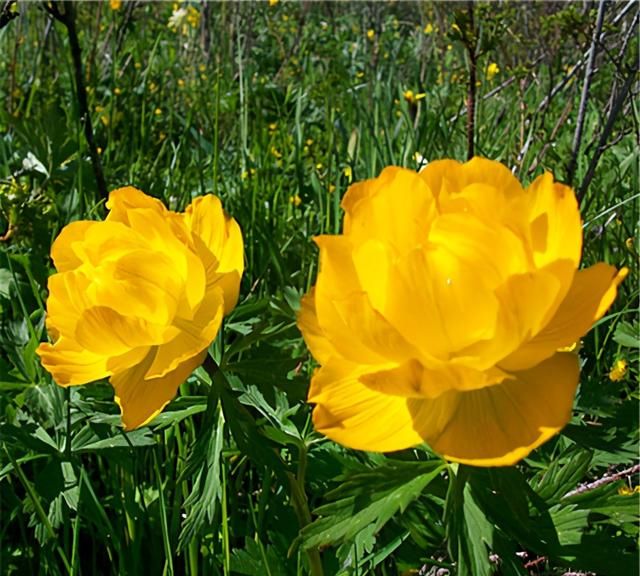 一种成片盛开的黄金花，名叫金盏花，生长繁殖快一周就出苗