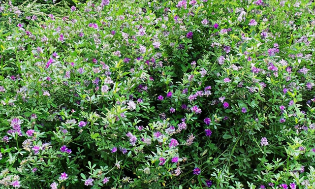 紫花苜蓿亩产5吨，种植1次可以连续收割10年，被誉为“牧草之王”