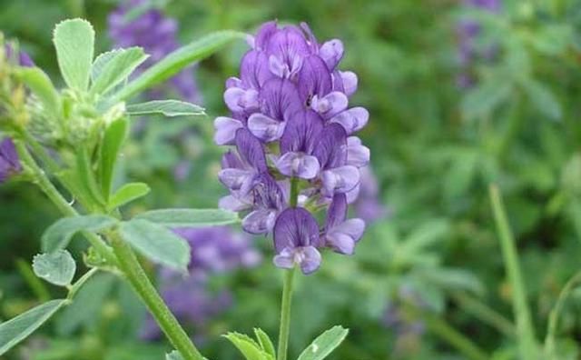 紫花苜蓿亩产5吨，种植1次可以连续收割10年，被誉为“牧草之王”