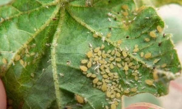 蚜虫的危害及其综合防控方法