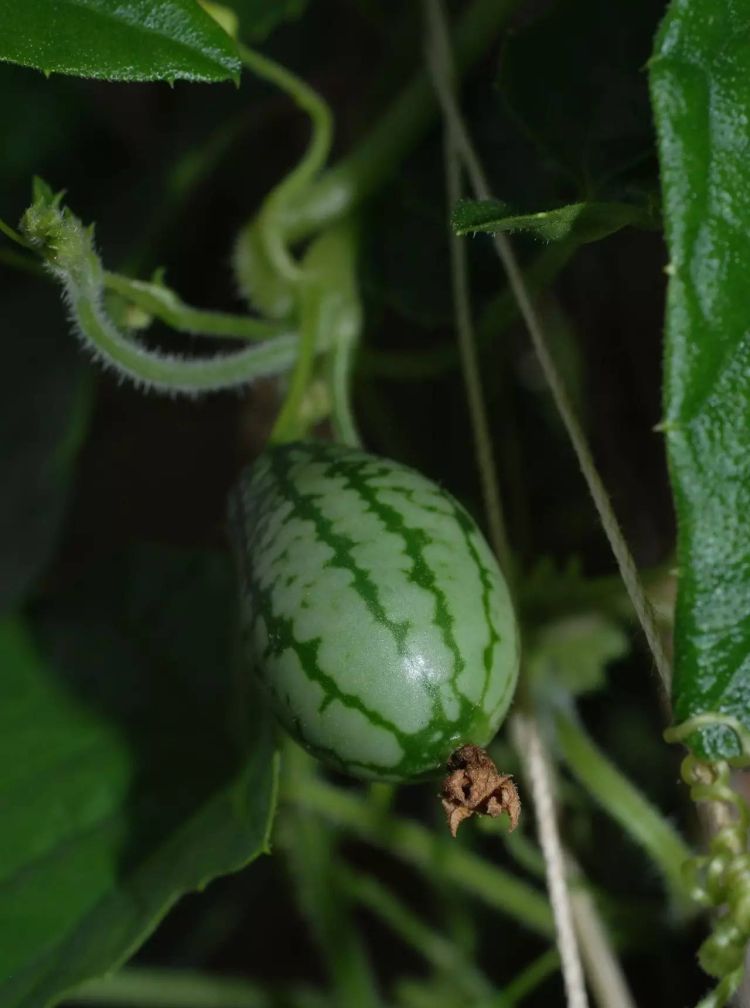 拇指西瓜种子怎么获得？墨西哥迷你西瓜图9