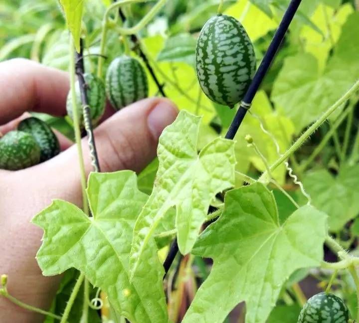 拇指西瓜种子怎么获得？墨西哥迷你西瓜图10