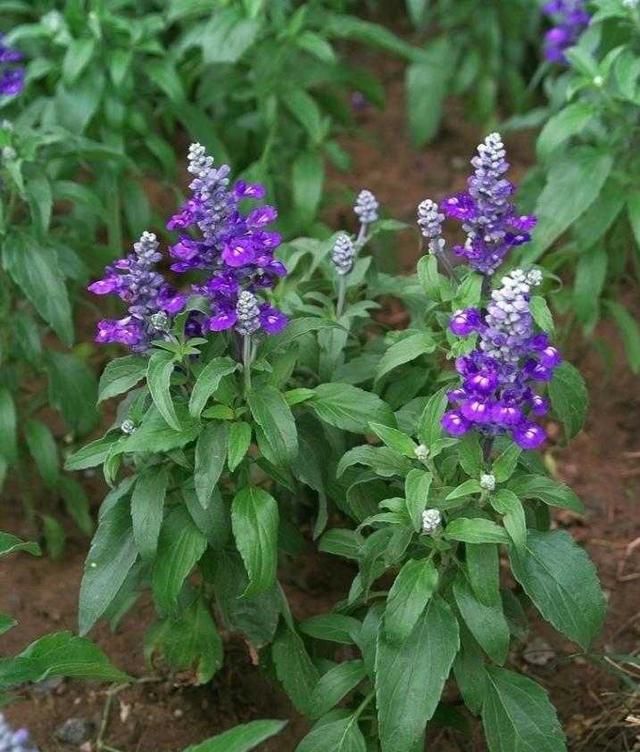植物百科：蓝花鼠尾草