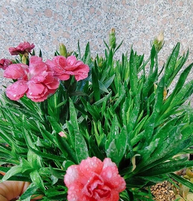 康乃馨其实很好养，记住这3点，一直都开花，花色鲜艳美极了