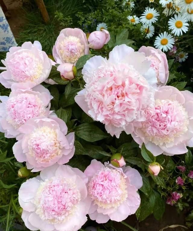 阳台养芍药花，记住“3点”，花型大、数量多、花色艳丽富贵大气