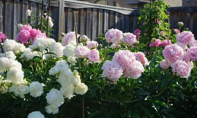 阳台养芍药花，记住“3点”，花型大、数量多、花色艳丽富贵大气
