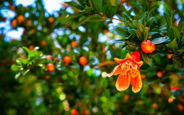 盆栽石榴树不开花，查看一下这4个原因，养护好就能开花