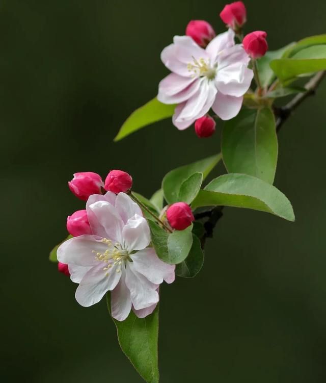 西府海棠～花苞胭脂点点，花开白里透红，最为动人