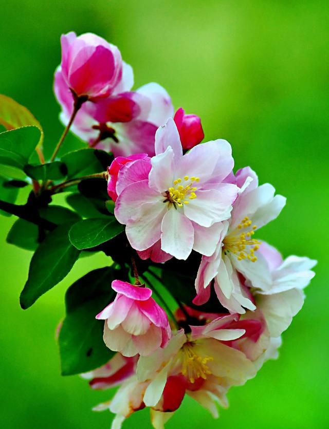 西府海棠～花苞胭脂点点，花开白里透红，最为动人