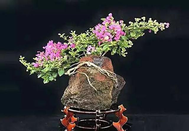 从繁殖紫薇苗开始，巧施“剪扎结合法”，让紫薇盆景造型更精彩