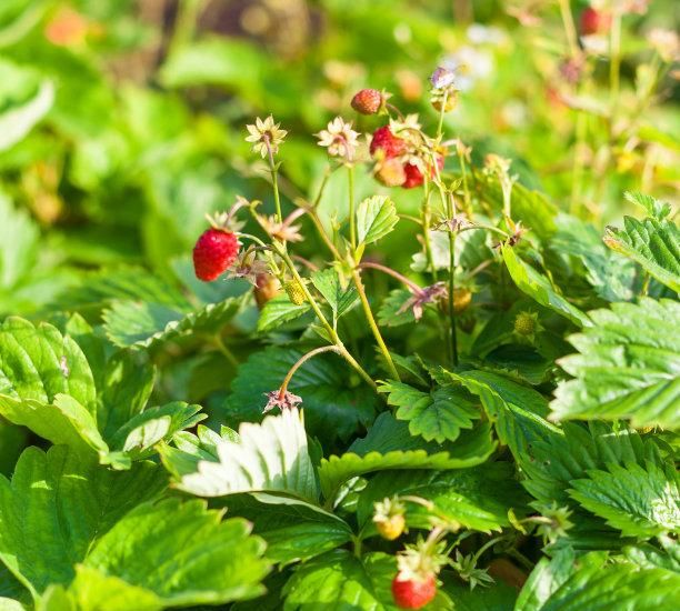 野草莓生于山坡、草地、林下，花瓣白色，倒卵形