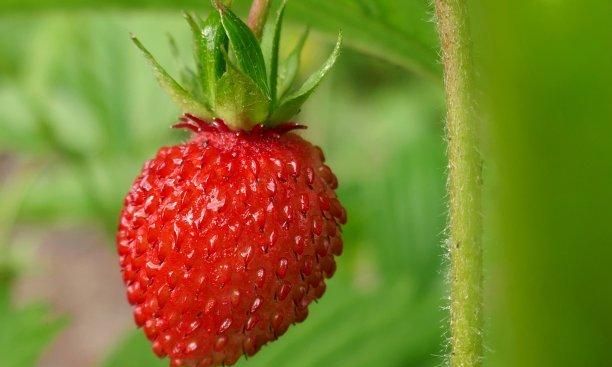 野草莓生于山坡、草地、林下，花瓣白色，倒卵形