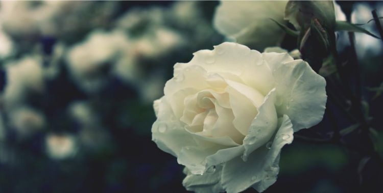 21朵白玫瑰的花语，三十三朵白玫瑰花语图1
