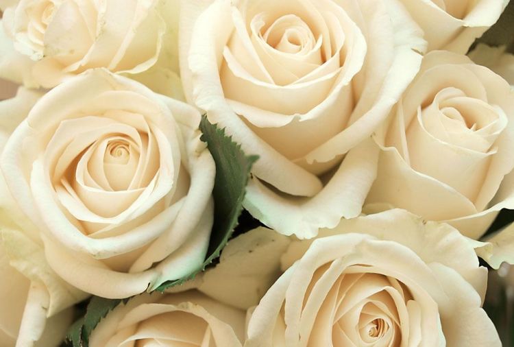 21朵白玫瑰的花语，三十三朵白玫瑰花语图3