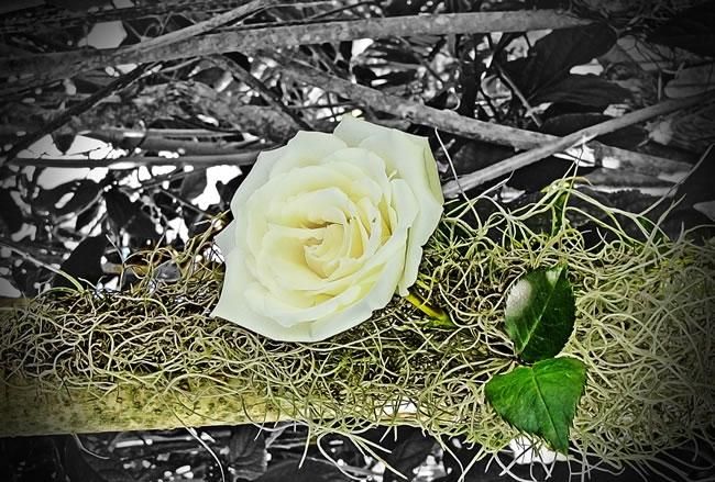 21朵白玫瑰的花语，三十三朵白玫瑰花语图4