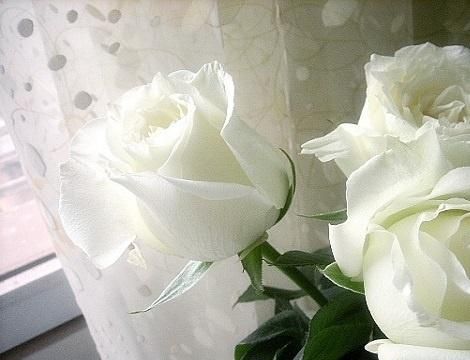 21朵白玫瑰的花语，三十三朵白玫瑰花语图5
