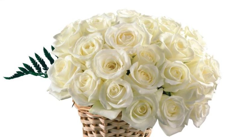 21朵白玫瑰的花语，三十三朵白玫瑰花语图7
