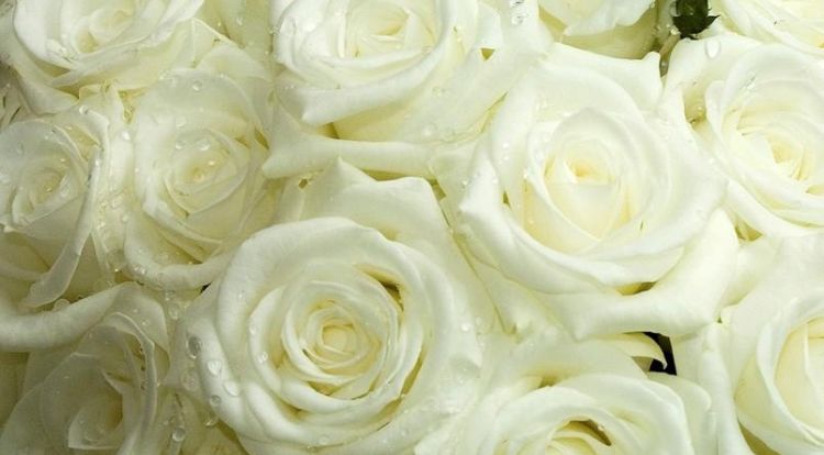 21朵白玫瑰的花语，三十三朵白玫瑰花语图8