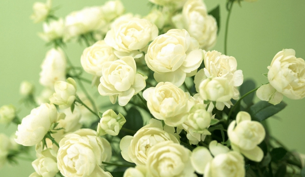 21朵白玫瑰的花语，三十三朵白玫瑰花语图9