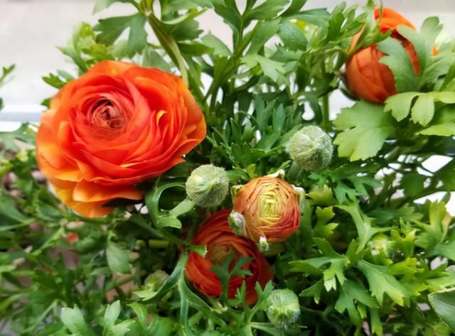 5种漂亮“仙女花”，个个都是颜值担当，看到都想养