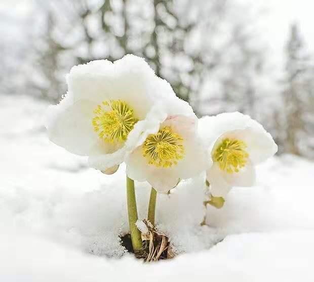 花朵美图｜圣洁的天山雪莲花、北国最早报春的冰凌花合集55张