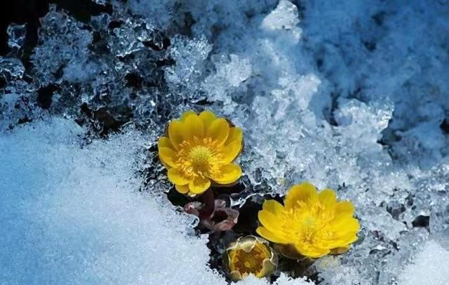 花朵美图｜圣洁的天山雪莲花、北国最早报春的冰凌花合集55张