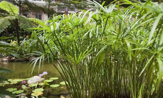 水生植物怎么养 水生植物养护技巧介绍