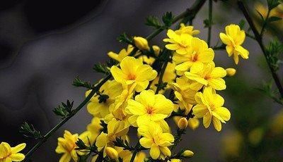 迎春花，别名迎春，花有清香，花冠黄色