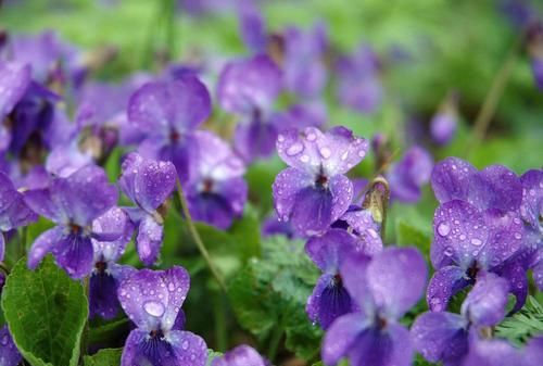 紫罗兰什么时候开花，为什么不开花，你了解吗？