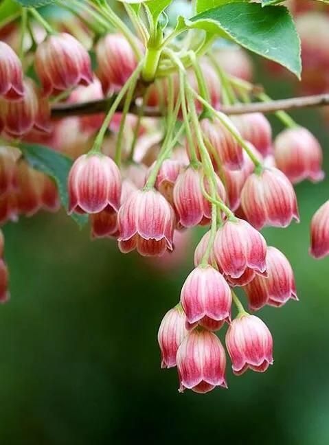 铃兰～幽雅清丽，芳香宜人，红果娇艳，是一种娇小可爱的观赏花卉