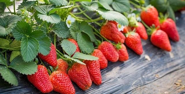 红颜草莓繁殖及病虫害防治栽培技术