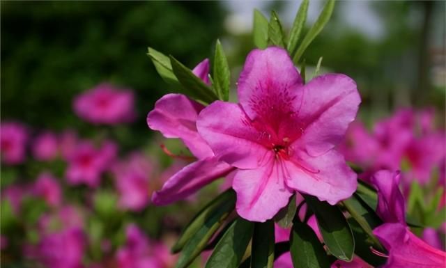 吉林省各地市花市树，能不能代表吉林特色，哪个更漂亮？