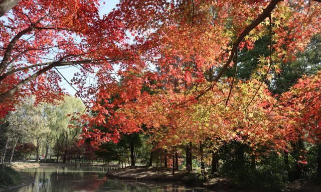 秋色染树梢 红叶美如画——鸡爪槭